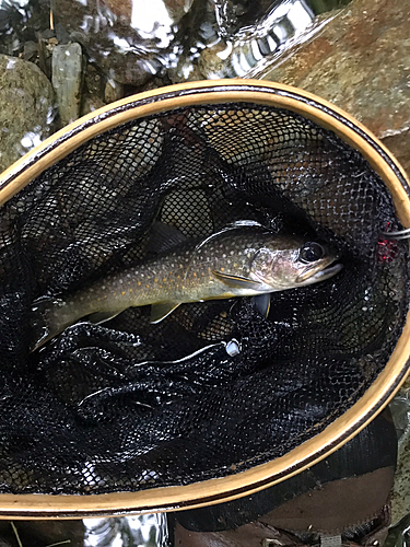 イワナの釣果