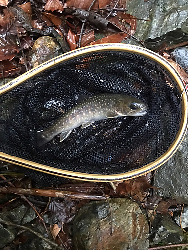 イワナの釣果