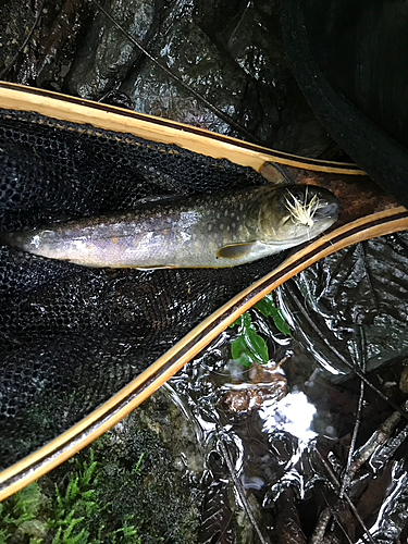 イワナの釣果