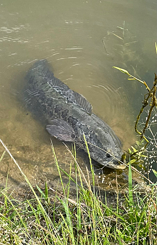 カムルチーの釣果