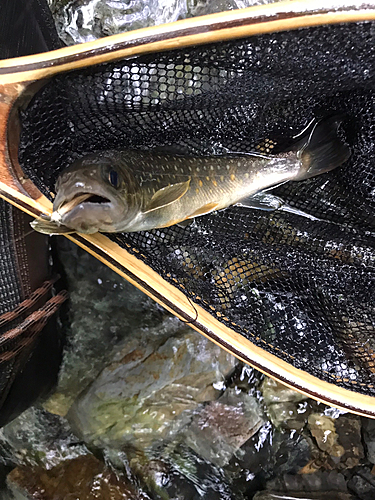 イワナの釣果