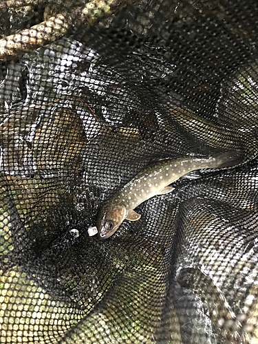 イワナの釣果