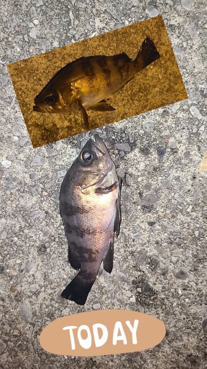 メバル