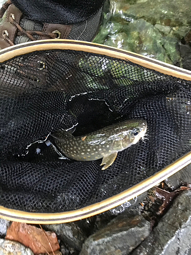 イワナの釣果