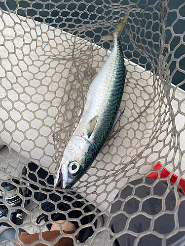 サバの釣果