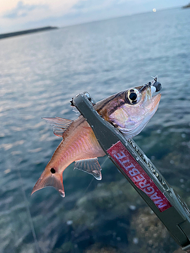 キンギョの釣果