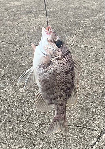 メイチダイの釣果