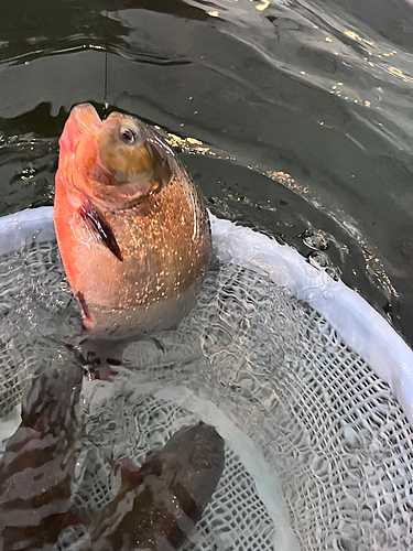 ピラニア・ナッテリーの釣果