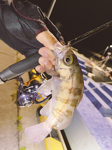 シロメバルの釣果