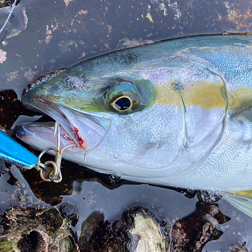 ヒラマサの釣果