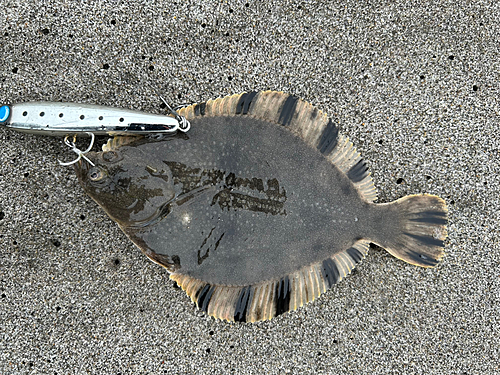 ヌマガレイの釣果