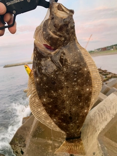 ヒラメの釣果