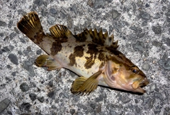 タケノコメバルの釣果