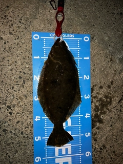 ヒラメの釣果