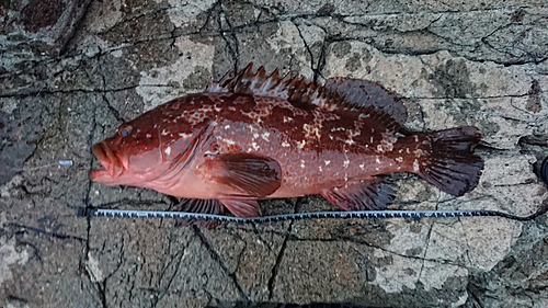 アコウの釣果