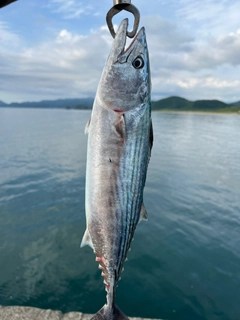 ハガツオの釣果