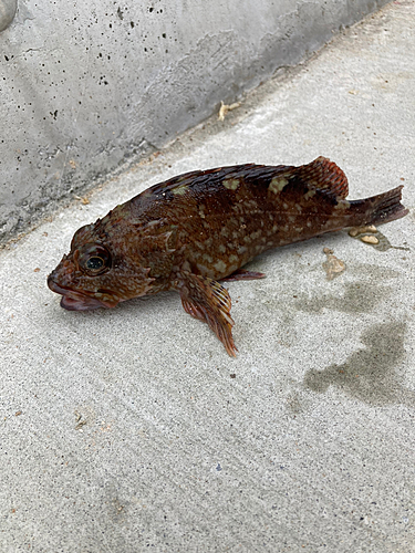 カサゴの釣果