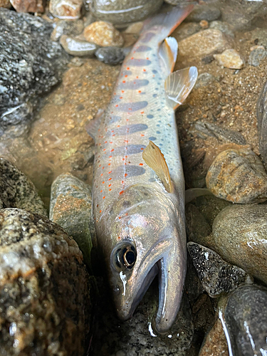 アマゴの釣果