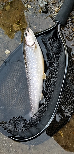 イワナの釣果