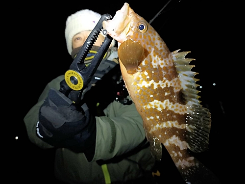 アコウの釣果