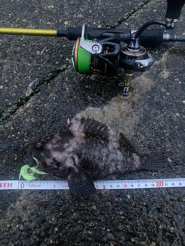 オウゴンムラソイの釣果