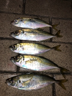 アジの釣果