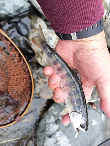 イワナの釣果