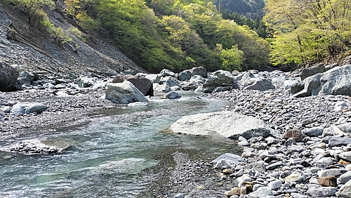 ヤマメの釣果