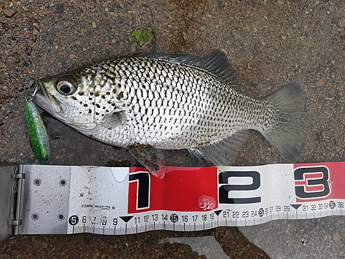 オオクチユゴイの釣果