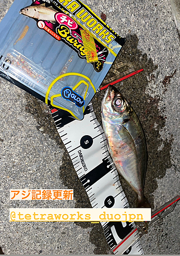 アジの釣果