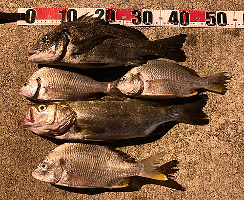 クロダイの釣果