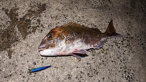 タイの釣果