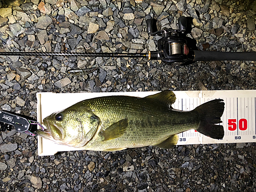 ブラックバスの釣果