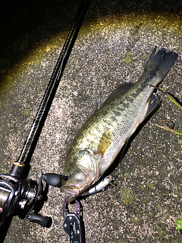 ブラックバスの釣果