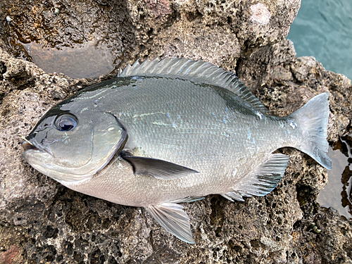 グレの釣果