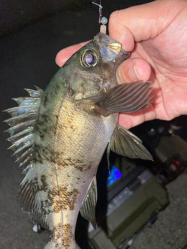 メバルの釣果