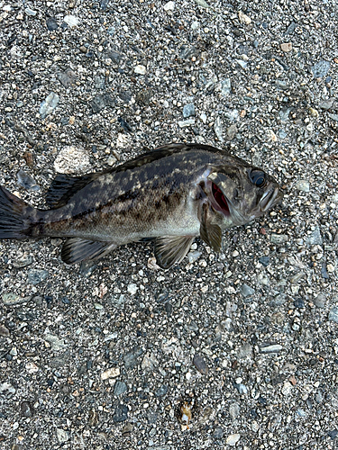 クロソイの釣果