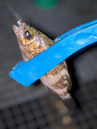 アカメバルの釣果