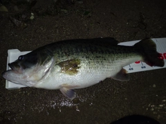 ブラックバスの釣果