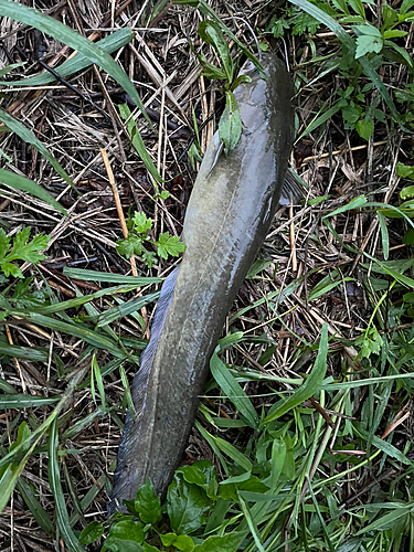 ナマズの釣果