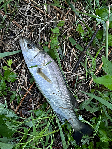 セイゴ（マルスズキ）の釣果