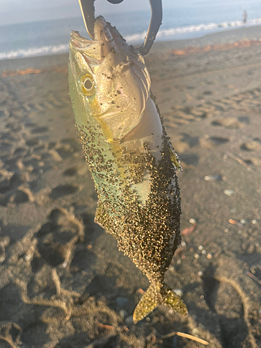 ワカシの釣果