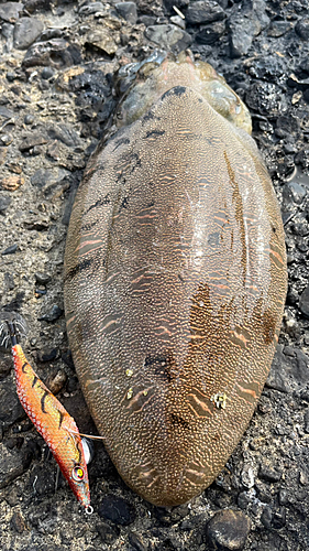 モンゴウイカの釣果