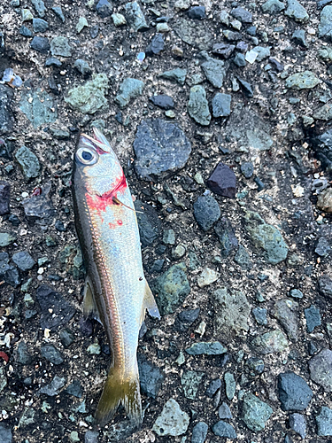 ムツの釣果