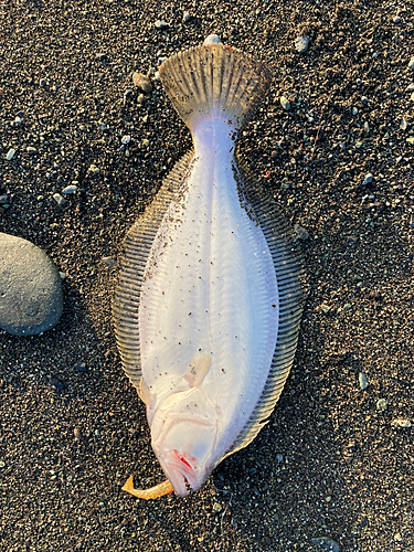 ソゲの釣果