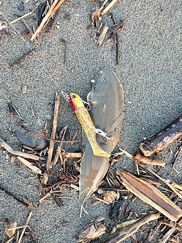 シタビラメの釣果