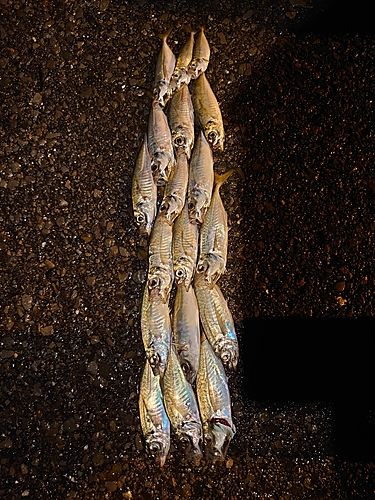 アジの釣果