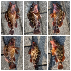 ガシラの釣果