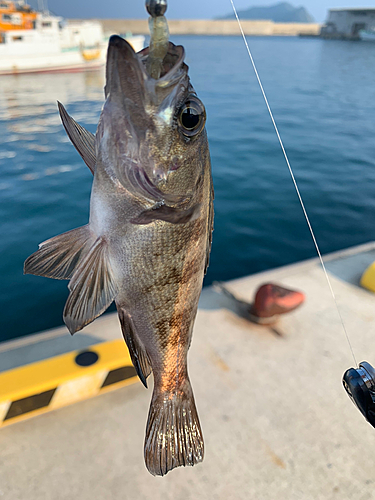 アオメバルの釣果