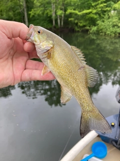 スモールマウスバスの釣果